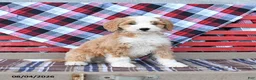 Mini Bernedoodle dogs for sale: Sunny  - Ad 2