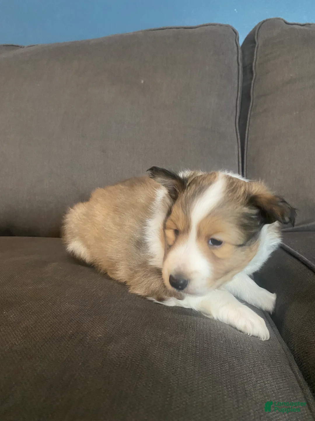 Shetland Sheepdog dogs for sale: Shetland Sheepdog Puppy 1 - Ad 2