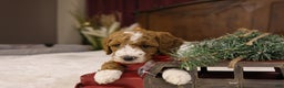 Goldendoodle dogs for sale: Yeti - Ad 11