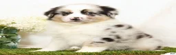 Miniature Australian Shepherd dogs for sale: Laine - Ad 4
