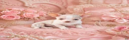 Chihuahua dogs for sale: Chihuahua 2 - Ad 2