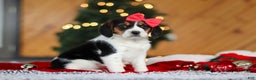 Beagle dogs for sale: Violet  - Ad 4