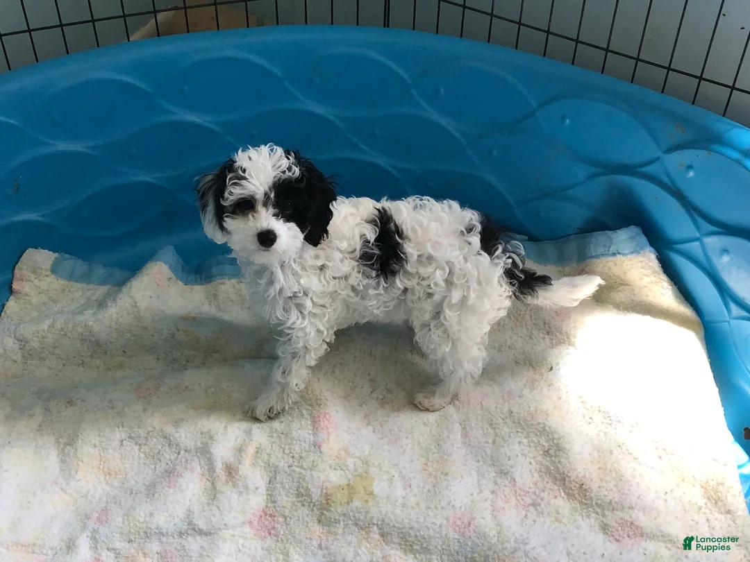 Cavapoo dogs for sale: Wendy - Ad 2