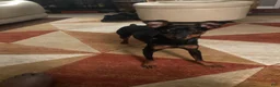 Miniature Pinscher dogs for sale: Miniature Pinscher 1 - Ad 2