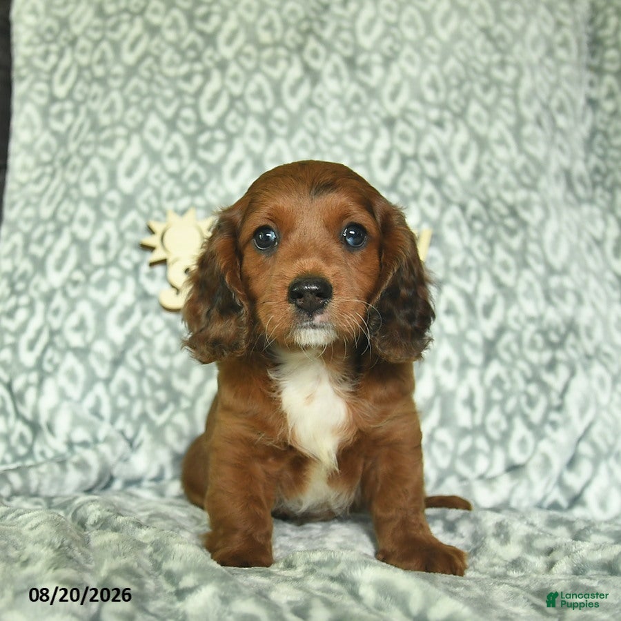 Doxiepoo dogs Josiah  - Ad 2