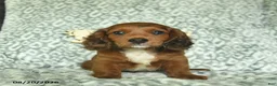 Doxiepoo dogs for sale: Josiah  - Ad 2