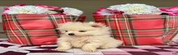 Pomeranian dogs for sale: Frosty - Ad 3