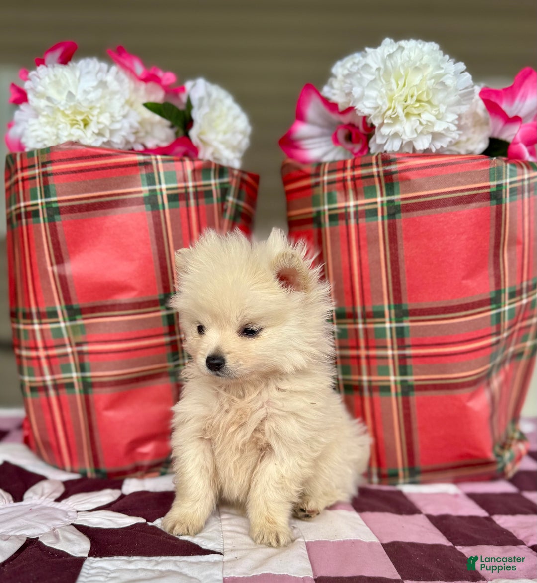 Pomeranian dogs for sale: Frosty - Ad 3