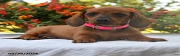 Dachshund dogs for sale: Gracie - Ad 2