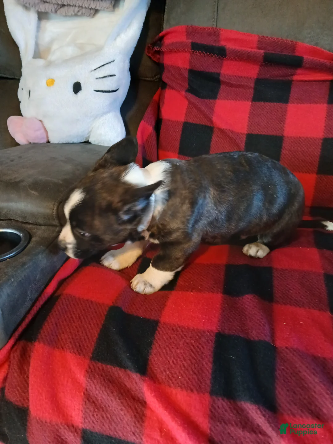 Boston Terrier dogs for sale: Boston Terrier Puppy 3 - Ad 4