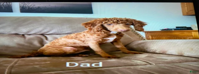 Toby