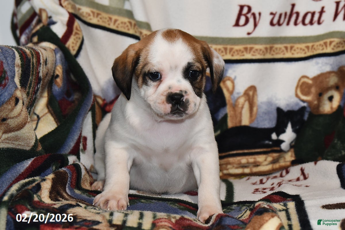 Mixed Breed dogs Jake - Ad 2