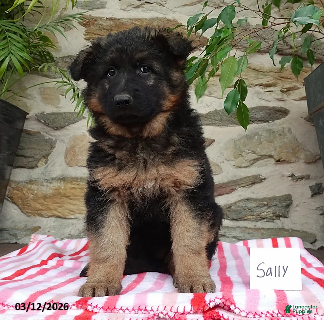 German Shepherd dogs for sale: Sally - Ad 2