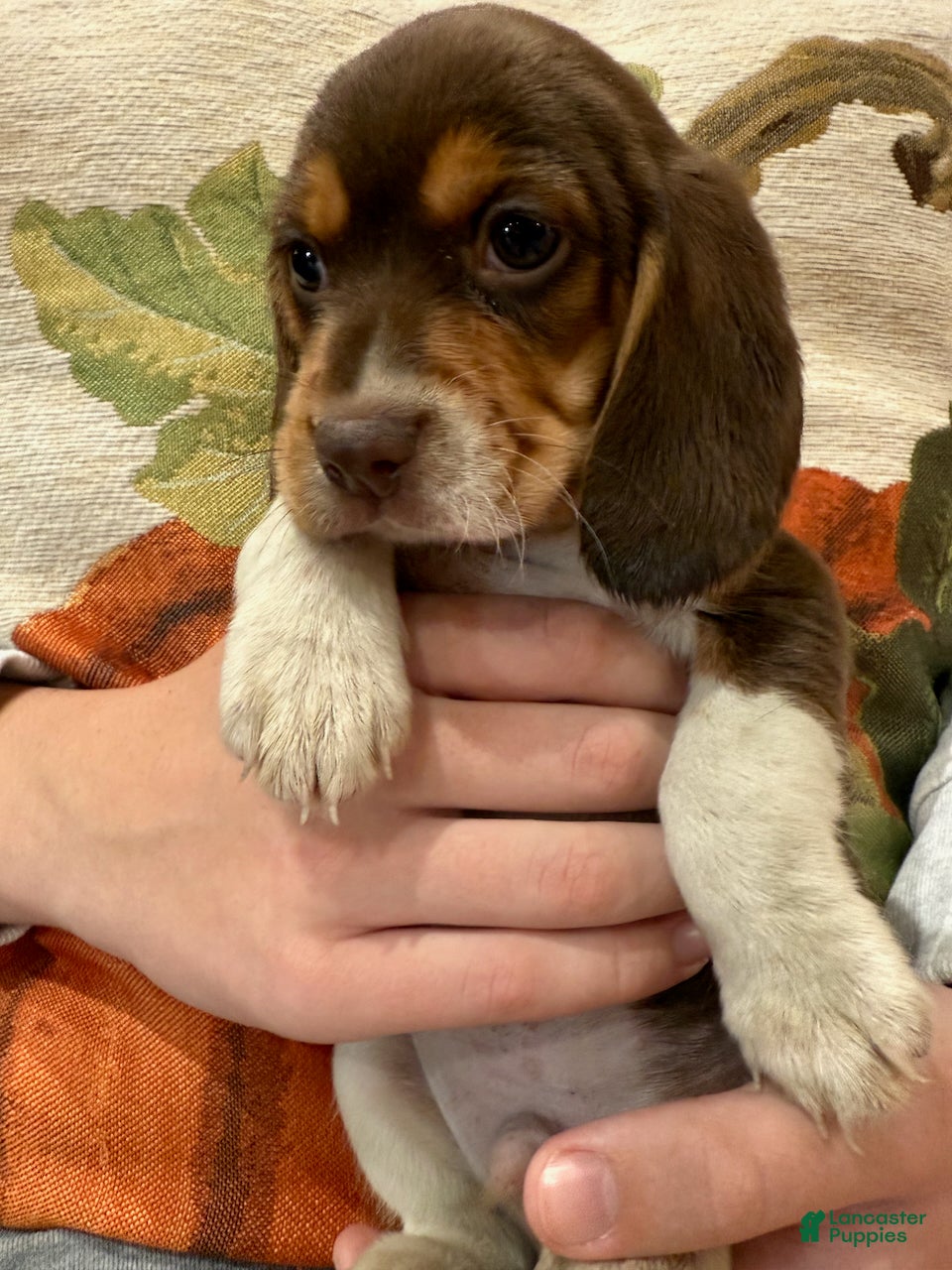 Beagle dogs Beagle Puppy 5 - Spike - Ad 6