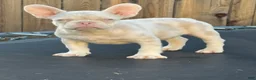 French Bulldog dogs for sale: Cheeto - Ad 3