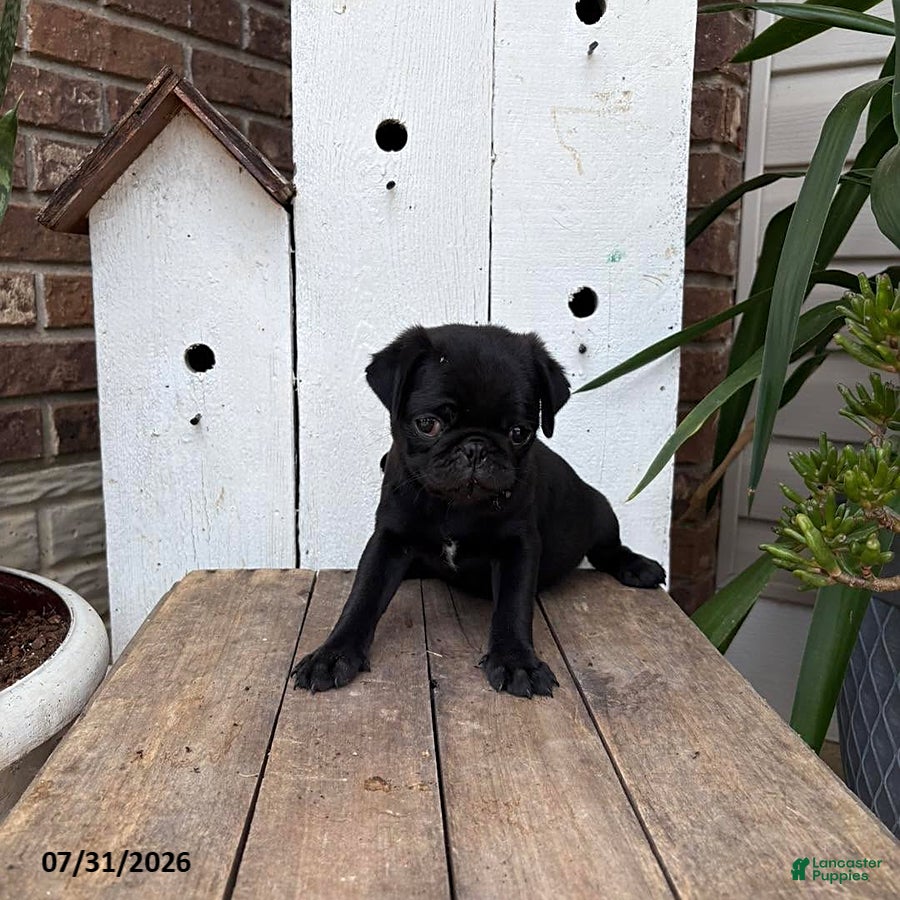 Pug dogs Missy - Ad 18