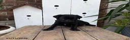 Pug dogs for sale: Missy - Ad 1