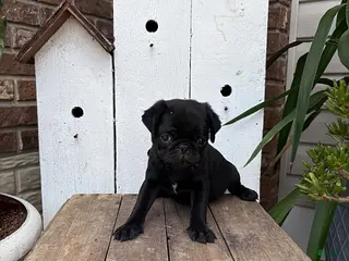Pug dogs Missy - Ad 26