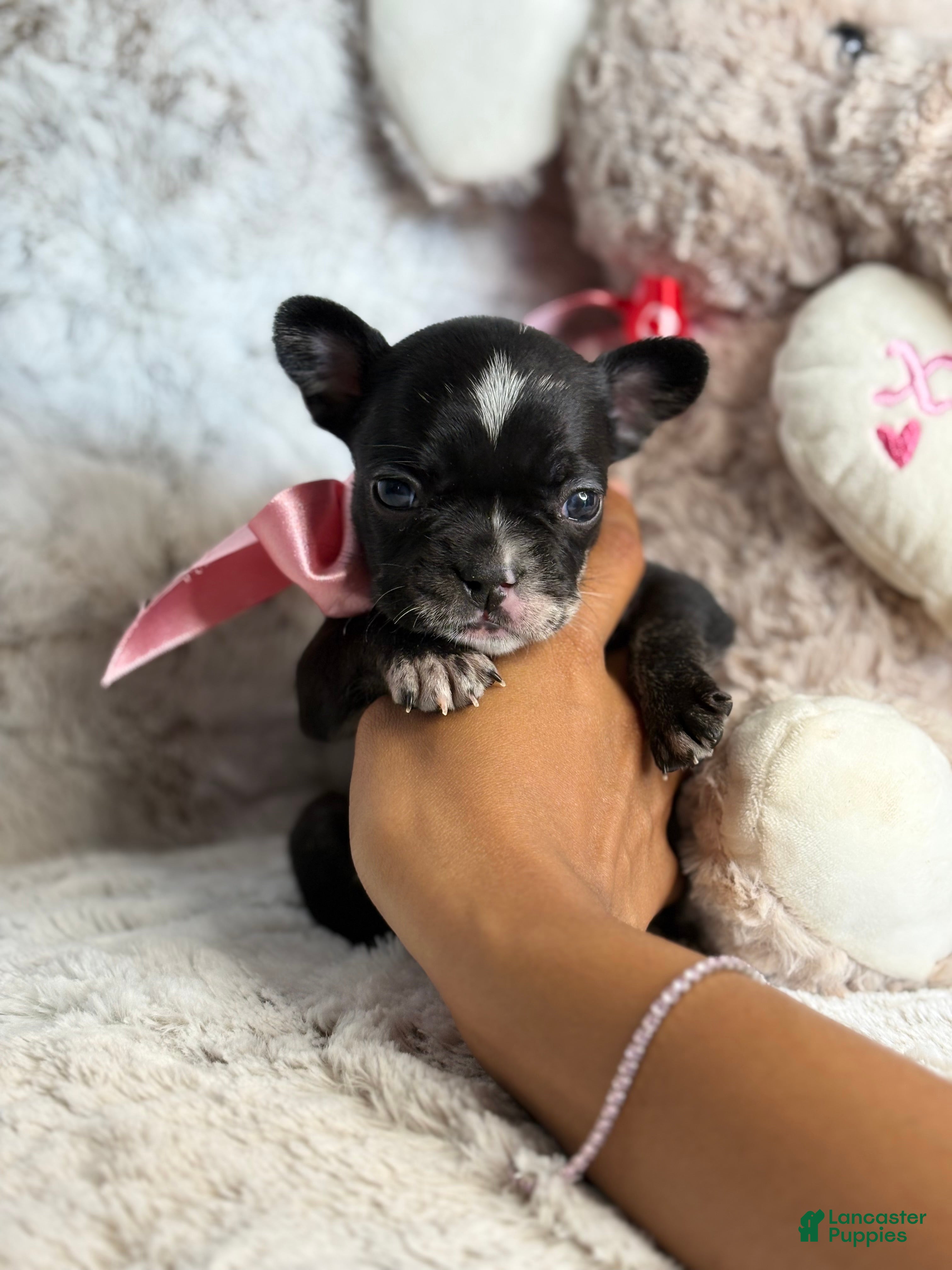 French Bulldog dogs Jude - Ad 2
