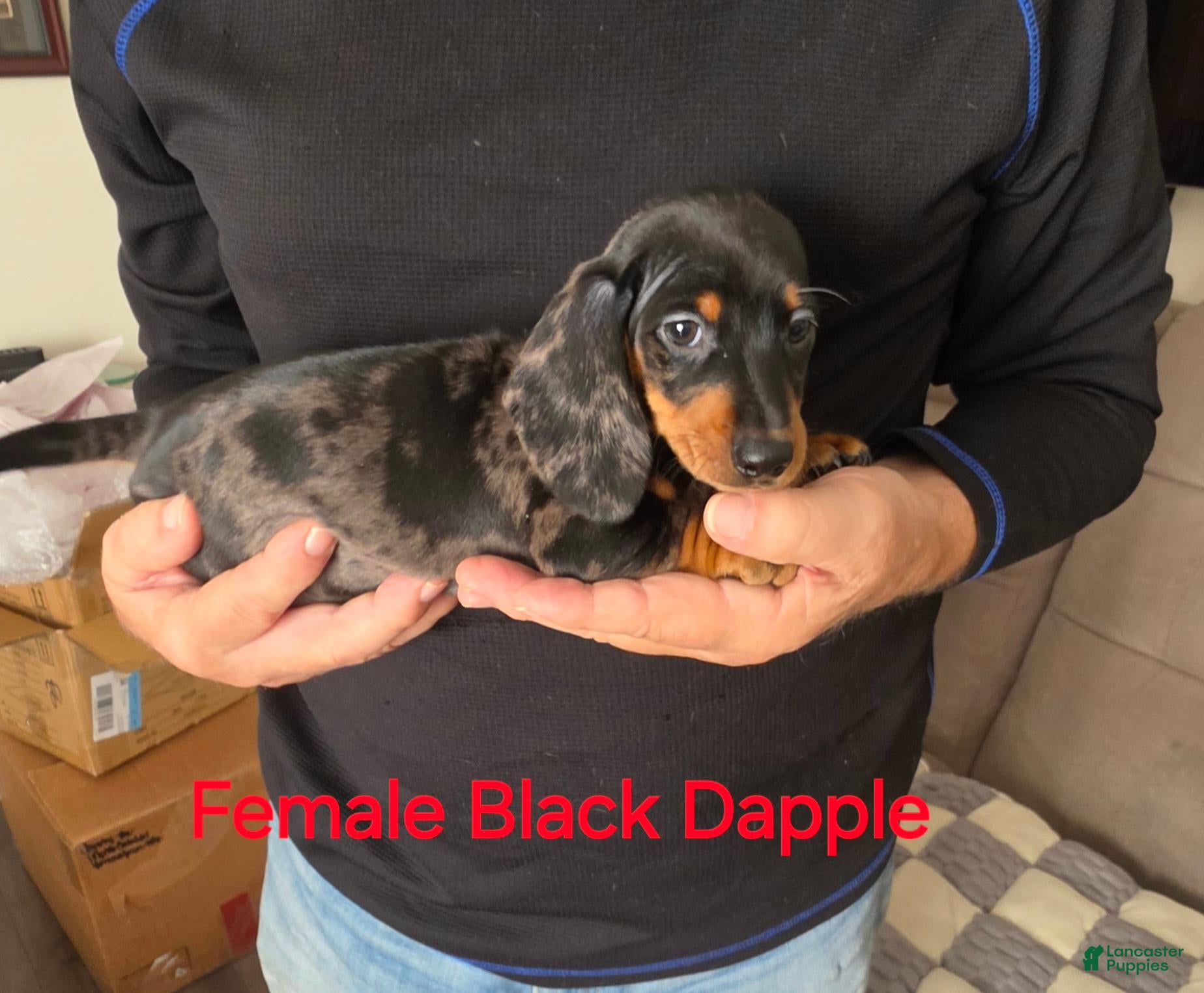 Miniature Dachshund dogs for sale: Black Dapple Miniature Dachshund  - Ad 33
