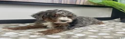 Mini Bernedoodle dogs for sale: Bailey - Ad 3
