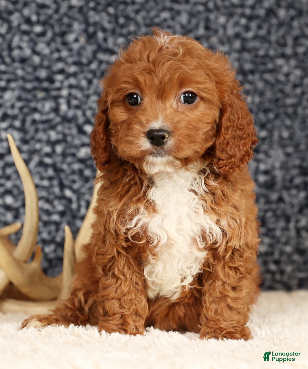 Cavapoo dogs for sale: Doogie - Ad 6