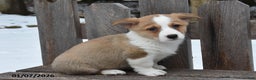 Welsh Corgi Pembroke dogs for sale: Devin - Ad 2