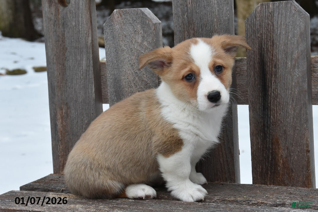 Welsh Corgi Pembroke dogs for sale: Devin - Ad 2