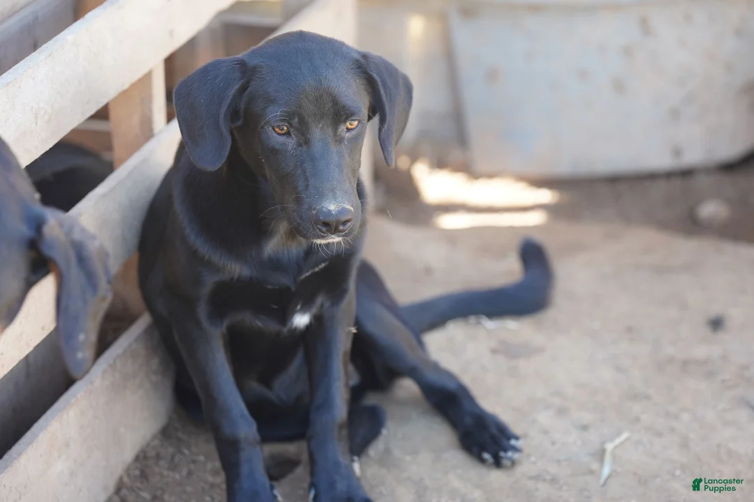 Mixed Breed dogs for sale: Jet Tiscar Farm Dog - Ad 13