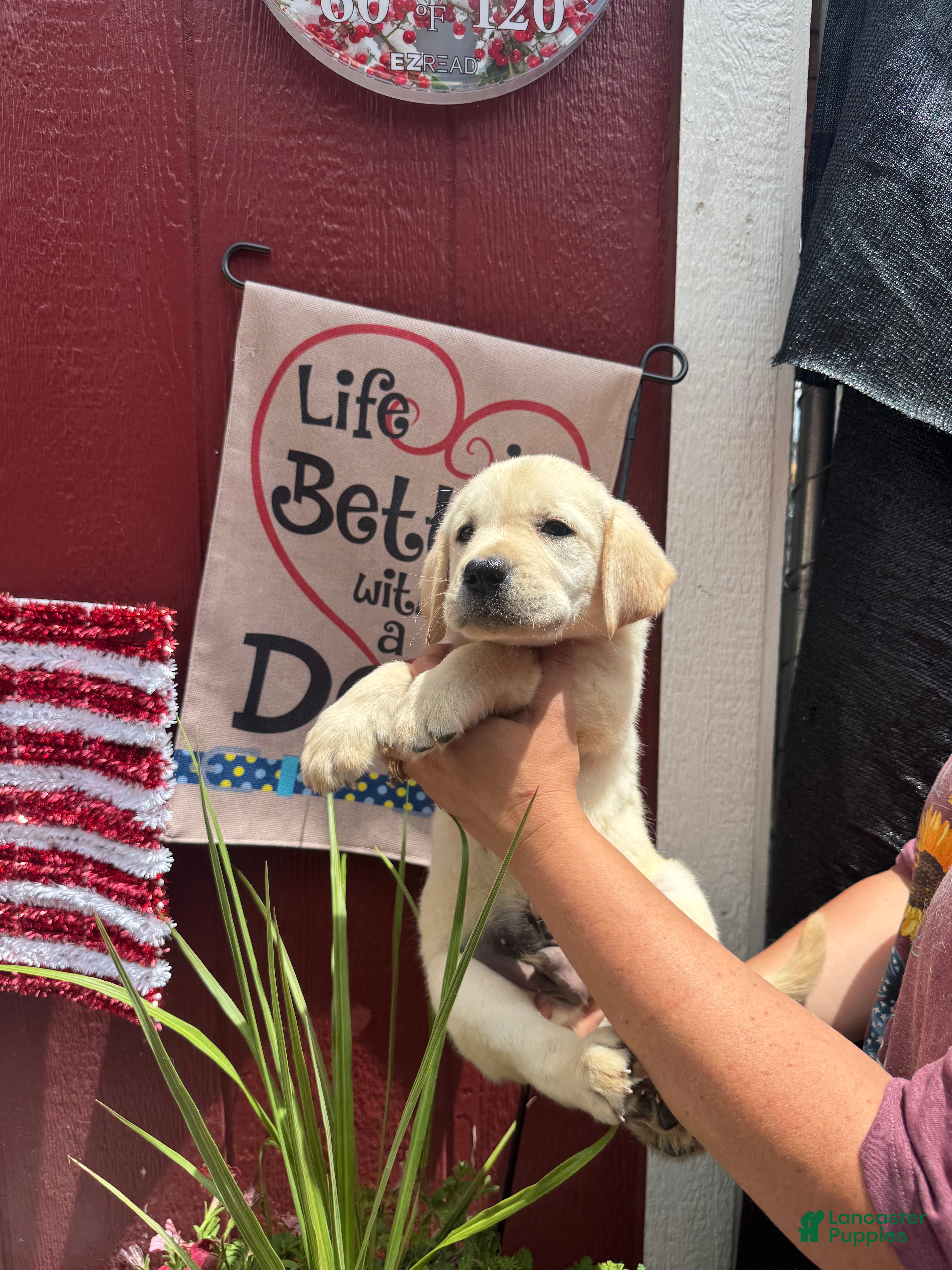 Labrador Retriever dogs for sale: Labrador Retriever Puppy 3 - Ad 6