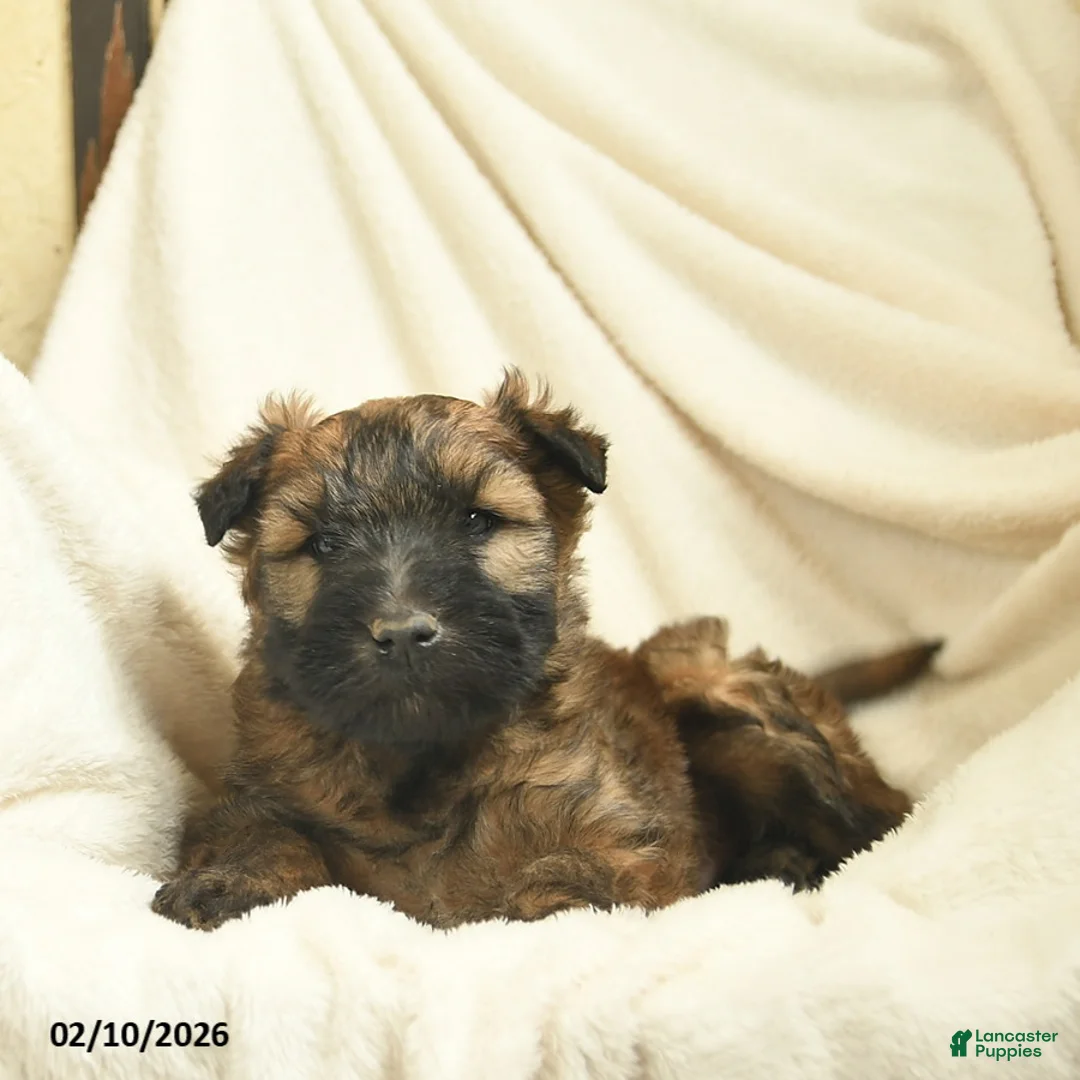 Soft Coated Wheaten Terrier dogs for sale: Theo  - Ad 4