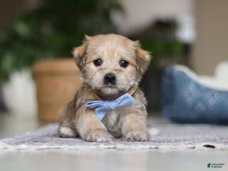 Morkie dogs Louie - Ad 14