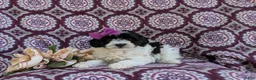 Havapoo dogs for sale: Shalene Hypoallergenic - Ad 5