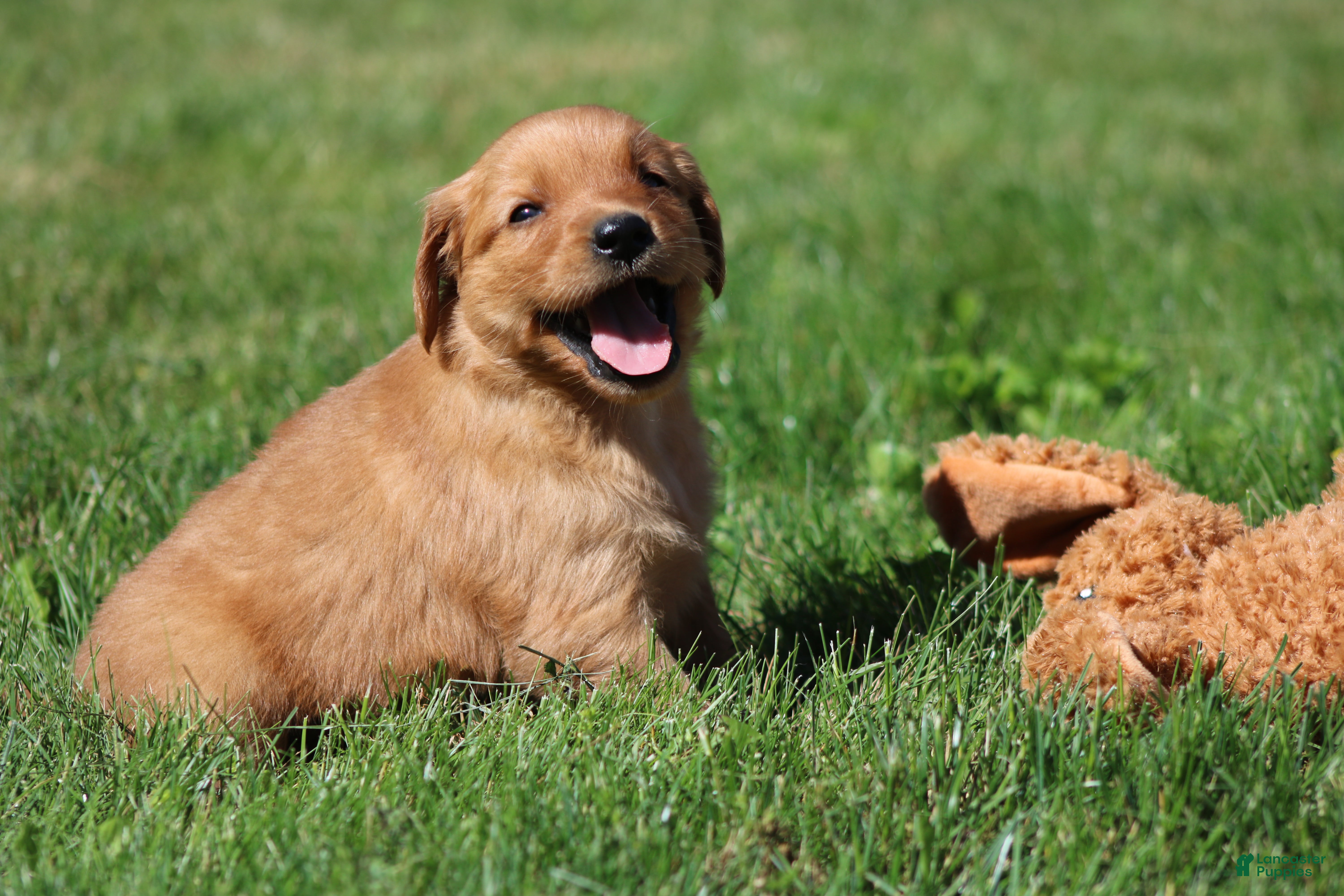 Golden Retriever dogs Riley - Ad 2