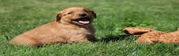 Golden Retriever dogs for sale: Riley - Ad 2