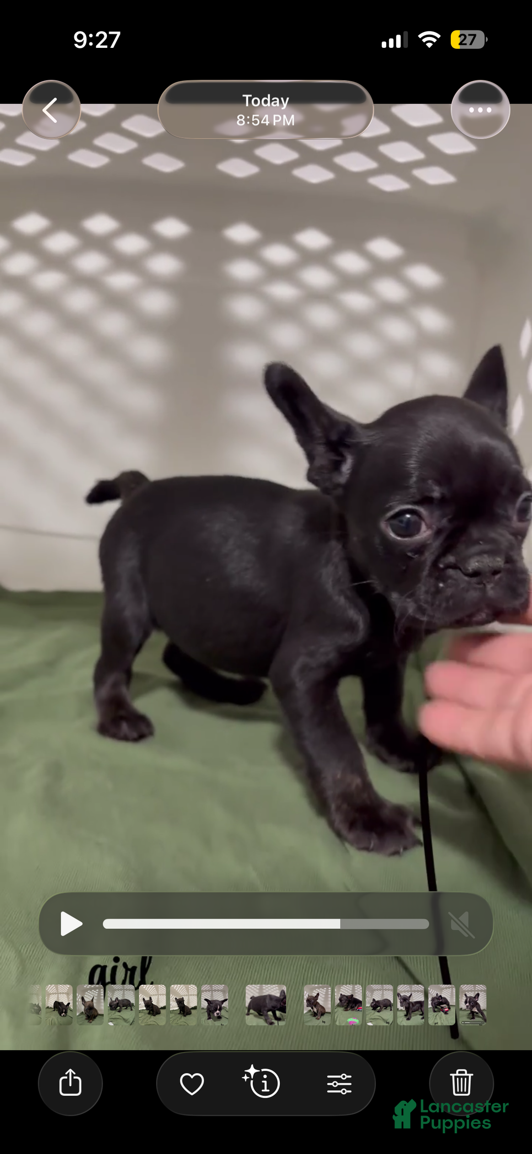 French Bulldog dogs for sale: French Bulldog Puppy 7 - Ad 1