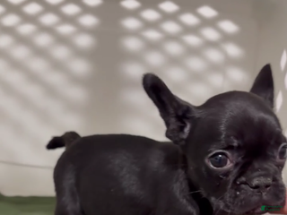 French Bulldog dogs French Bulldog Puppy 7 - Ad 28