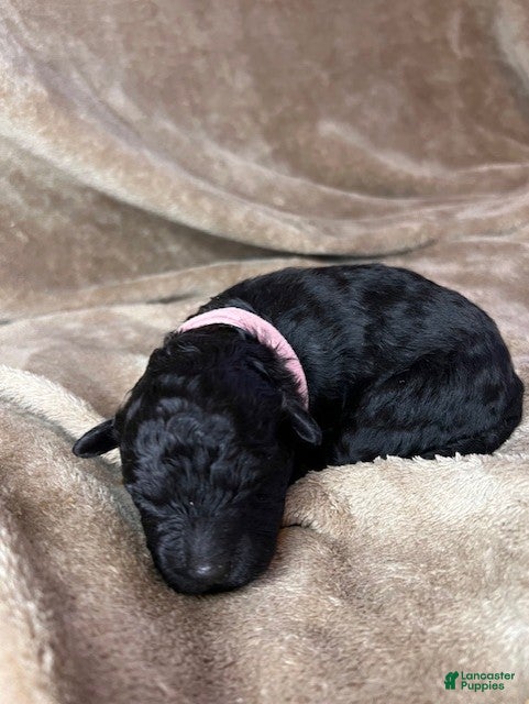 Hungarian Puli dogs Hungarian Puli Puppy Pink - Ad 5