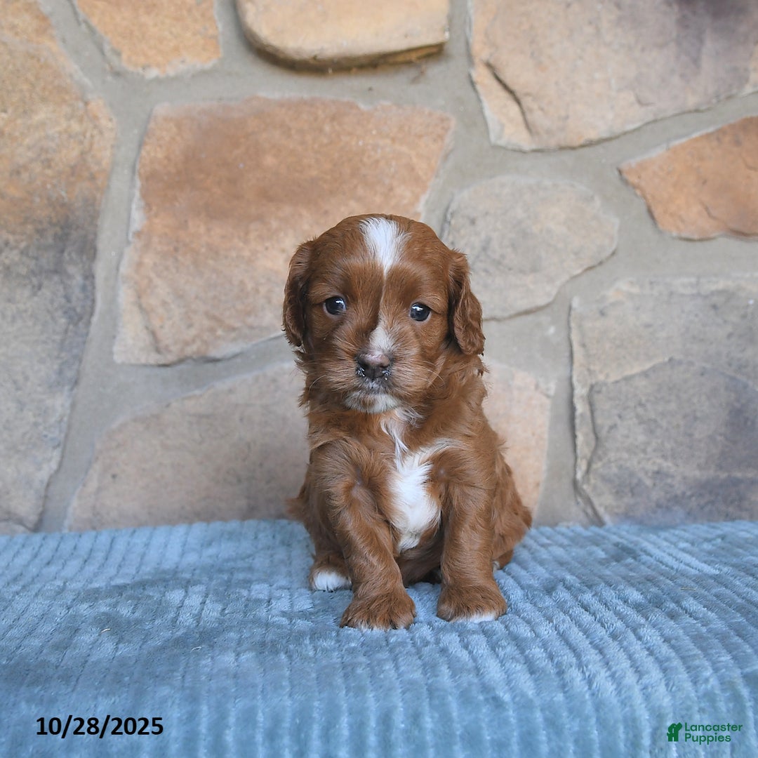 Cavapoo dogs for sale: Fancy - Ad 2