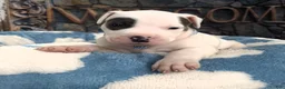 American Bully dogs for sale: "THA ROCK" WHITE WITH MERLE PATCHES - Ad 3