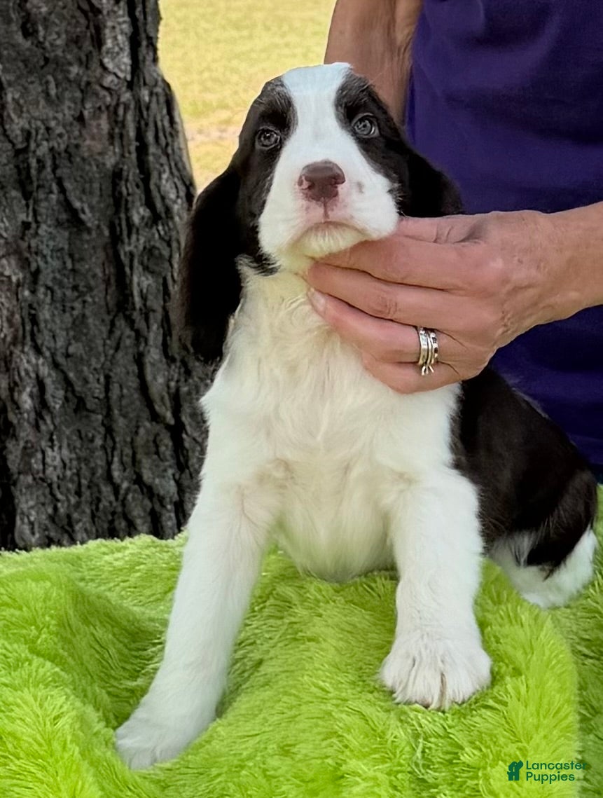 English Springer Spaniel dogs English Springer Spaniel Puppy  Alex - Ad 3