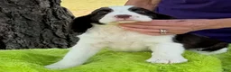 English Springer Spaniel dogs for sale: English Springer Spaniel Puppy  Alex - Ad 1