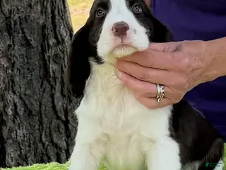 English Springer Spaniel dogs English Springer Spaniel Puppy Alex - Ad 3