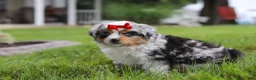 Miniature Australian Shepherd dogs for sale: Bonnie - Ad 9
