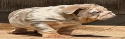 English Bulldog dogs for sale: Peach - Ad 5
