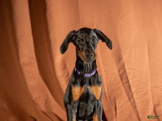 Doberman Pinscher dogs Purple - Ad 34