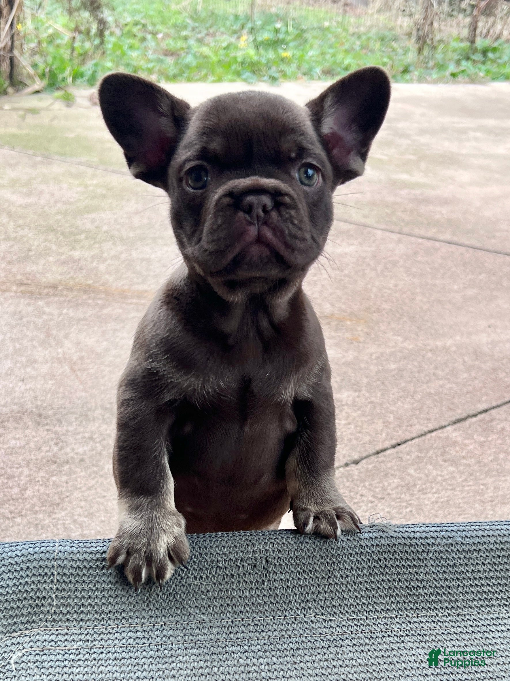 French Bulldog dogs Mocha - Ad 1