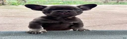 French Bulldog dogs for sale: Mocha - Ad 1