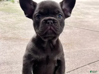 French Bulldog dogs for sale: Mocha - Ad 1