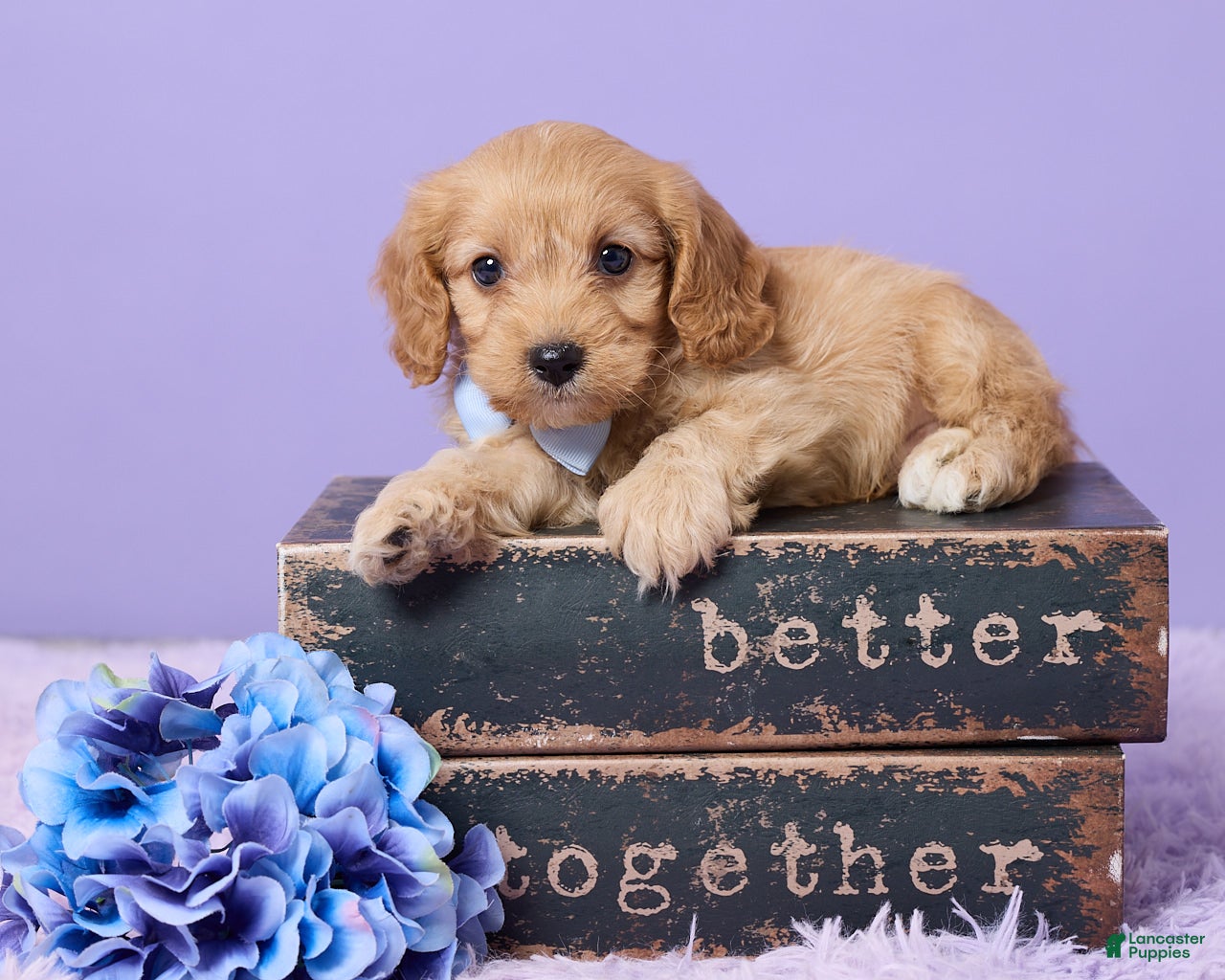 Cavapoo dogs Alex - Ad 1
